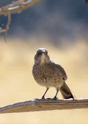 Curve-billed Thrasher