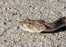 Western Diamond-backed Rattlesnake