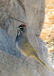 Green-tailed Towhee