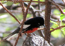 Painted Redstart