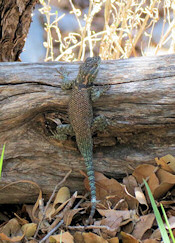 Clark's Spiny Lizard