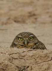 burrowing owl