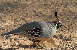 gambel's quail