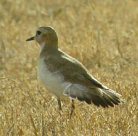 mountain plover