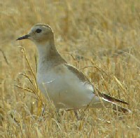 mountain plover