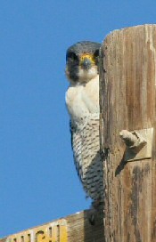 peregrine falcon