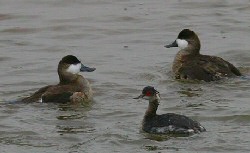 ruddy duck