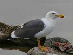 yellow-footed gull