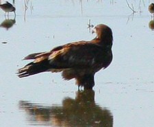 bald eagle