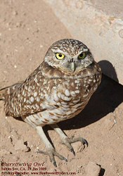 burrowing owl