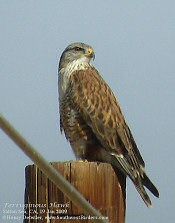 ferruginous hawk