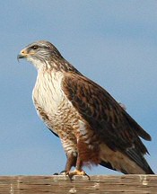 ferruginous hawk