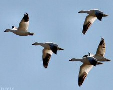 snow geese