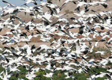 snow geese