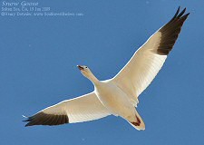 snow geese