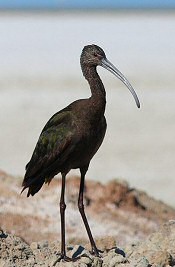 white-faced ibis