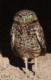 burrowing owl