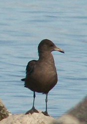 Heermann's Gull