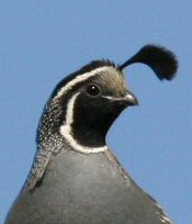 california quail