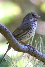 fox sparrow