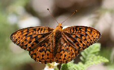 fritillary