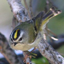 golden-crowned kinglet