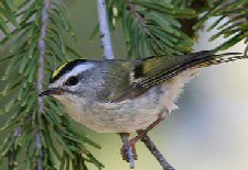 golden-crowned kinglet