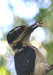 hairy woodpecker