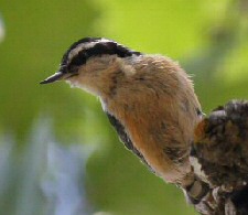 red-breasted nuthatch