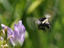 shooting star and bee