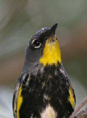 yellow-rumped warbler