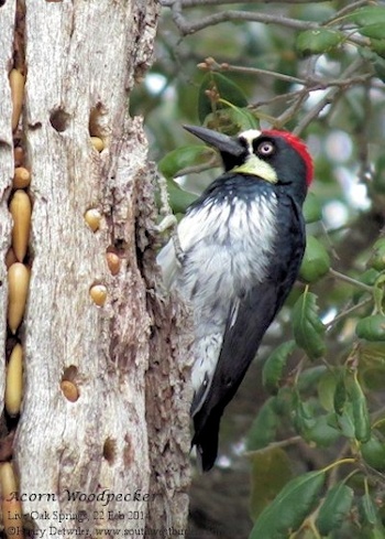 acorn woodpecker