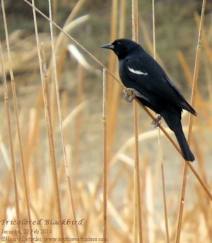 Tricolored Blackbird