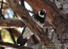 acorn woodpecker