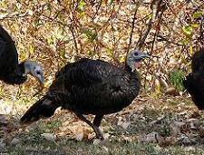 wild turkey