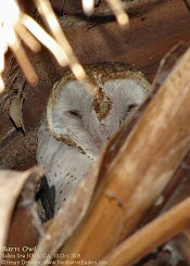 barn owl