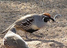 gambel's quail