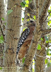 red-shouldered hawk