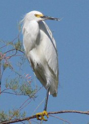 snowy egret