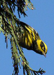 townsend's warbler