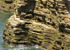 wandering tattler