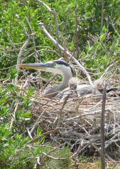 Great Blue Heron