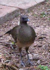 Plain Chachalaca