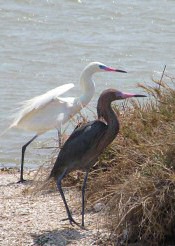 Reddish Egrets (White & Dark Phase)