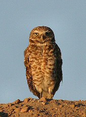 Burrowing Owl