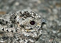 Common Poorwill