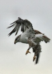 Ferruginous Hawk