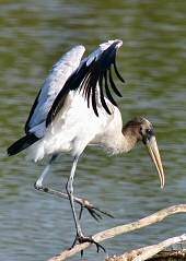 wood stork