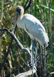 Wood Stork