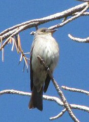 Dusky Flycatcher